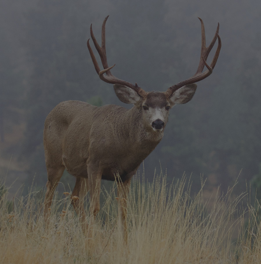 Mule Deer in the Wind River Mountains of Wyoming