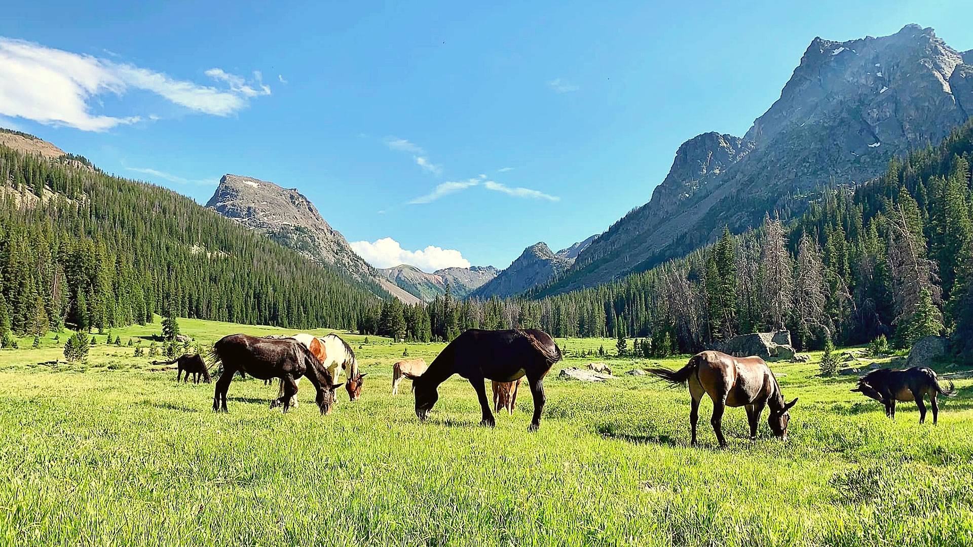 Pack Trips in Pinedale, WY Pinedale Horseback Rides